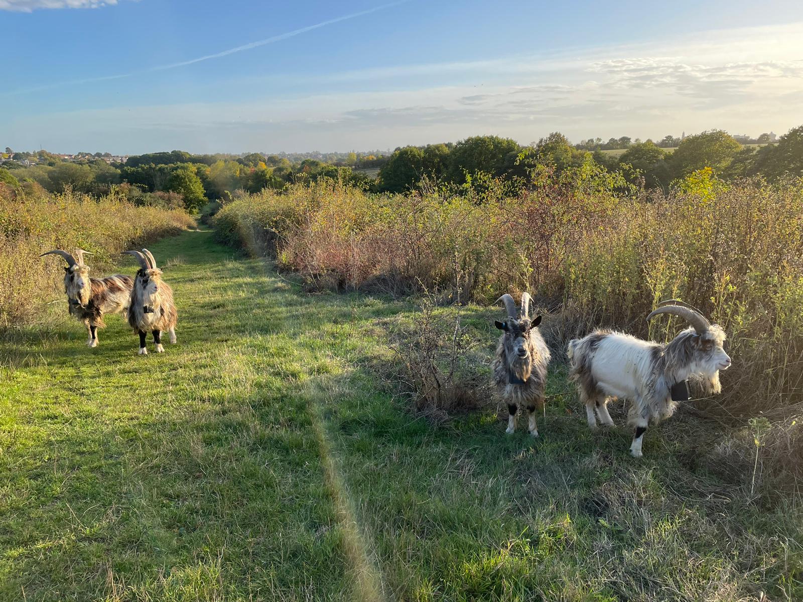 Colchester country park brings in goats in bid to get wildflowers